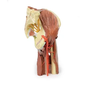 3D Printed Lower Limb - deep dissection of a left pelvis and thigh