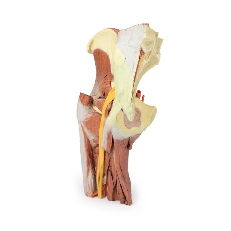 3D Printed Lower Limb - deep dissection of a left pelvis and thigh