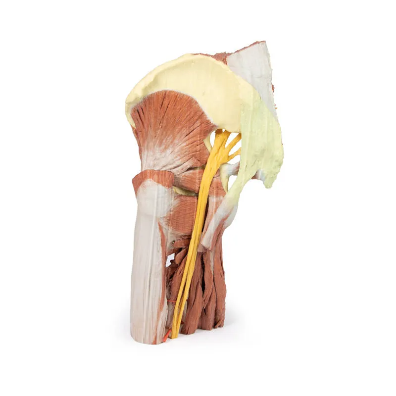 3D Printed Lower Limb - deep dissection of a left pelvis and thigh