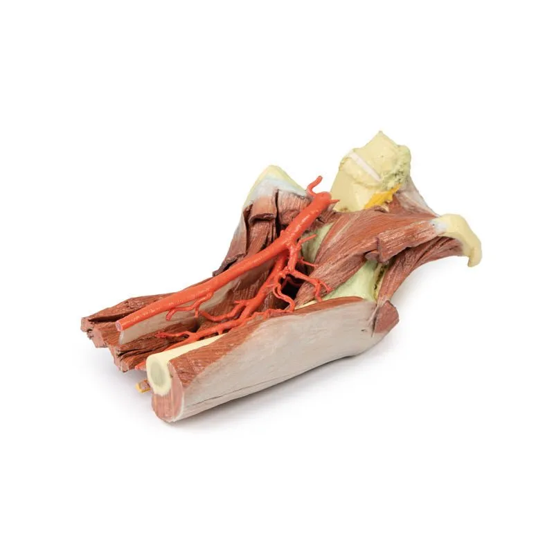 3D Printed Lower Limb - deep dissection of a left pelvis and thigh