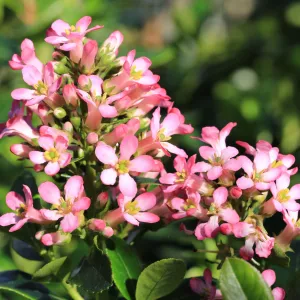 Escallonia 'Pink Elle' 9cm (PRE ORDER MARCH 2025)